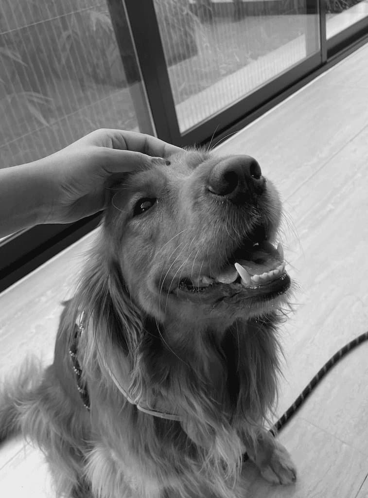 Skye, My Dog